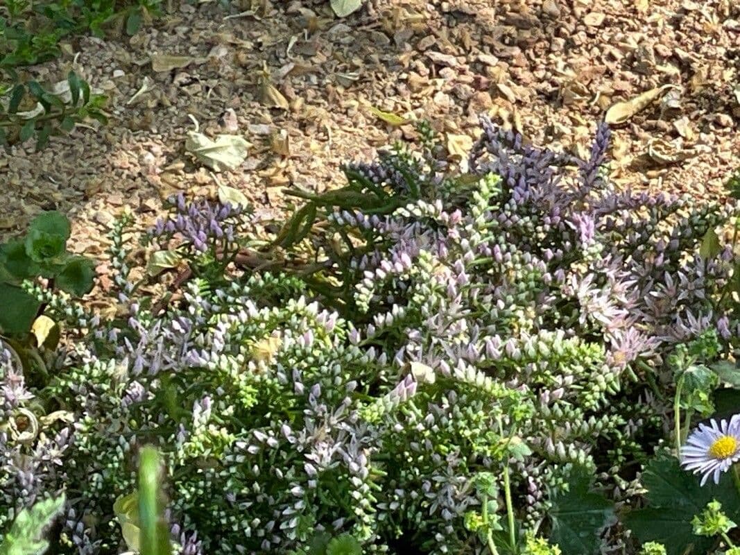 Sedum pulchellum