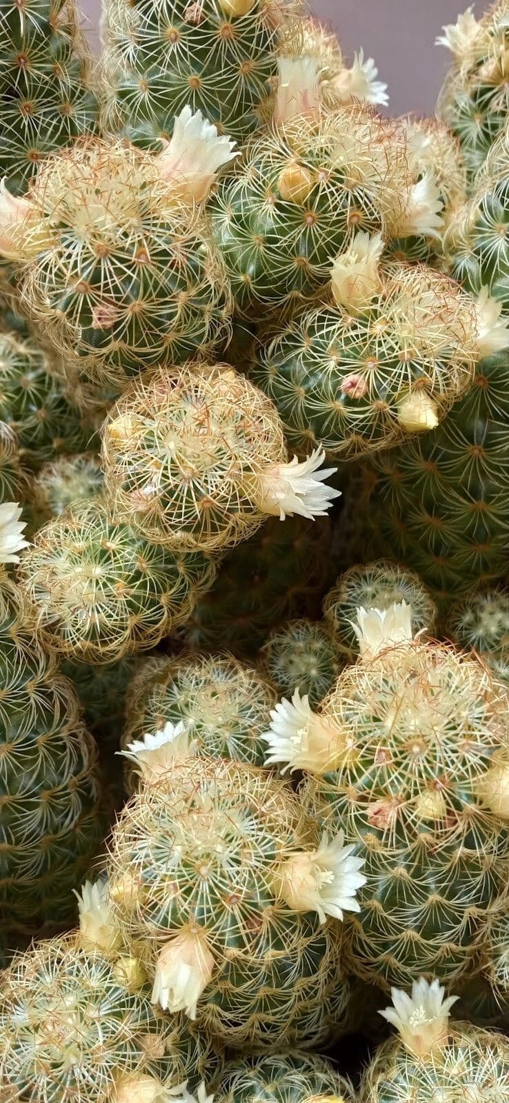 Mammillaria elongata