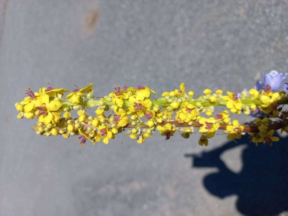 Verbascum chaixii