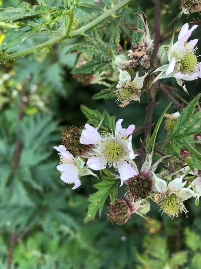 Rubus laciniatus