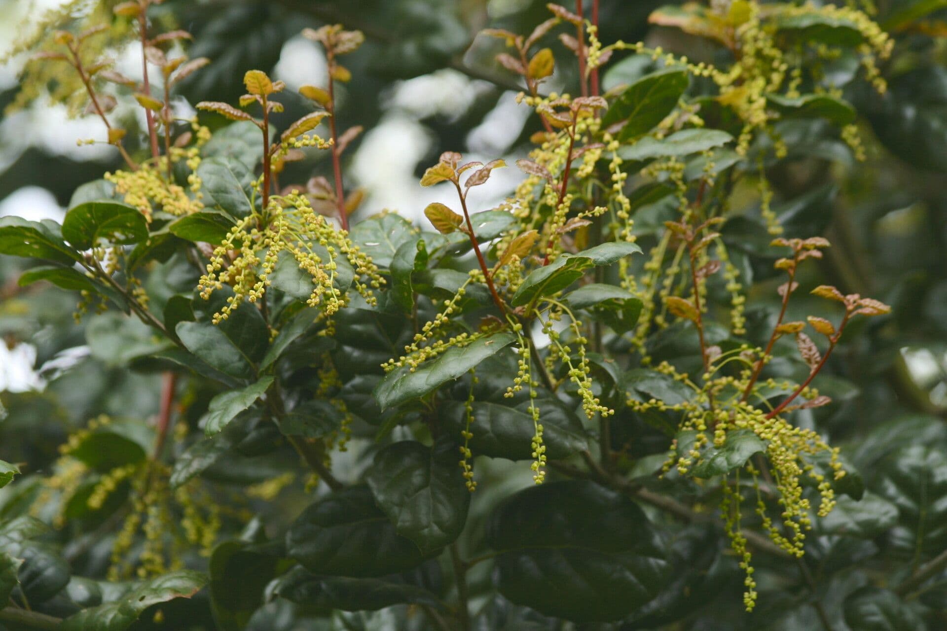 Quercus agrifolia