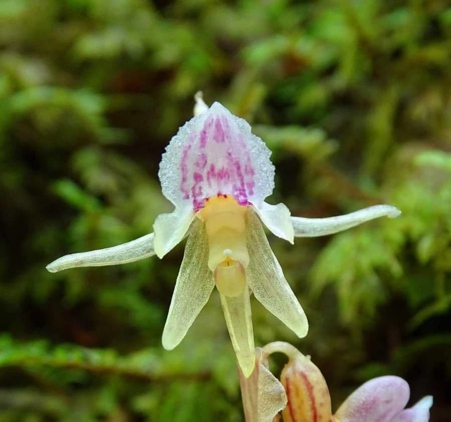 Epipogium aphyllum