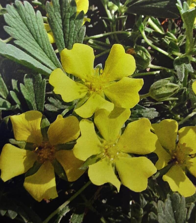 Potentilla cinerea