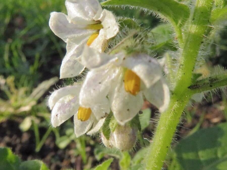 Solanum physalifolium