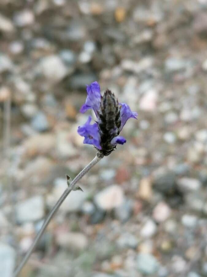 Lavandula multifida