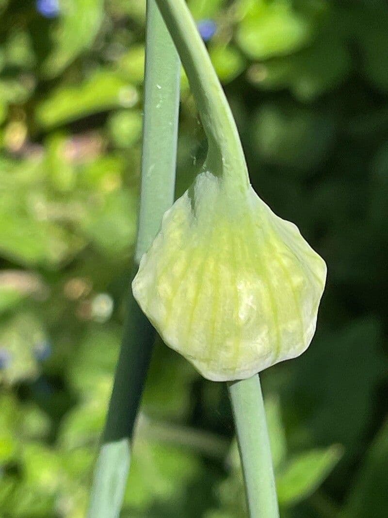 Allium siculum