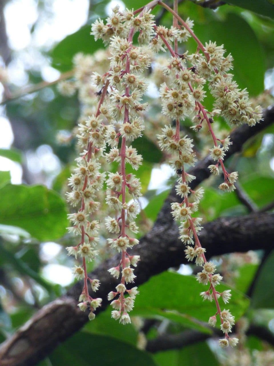 Homalium paniculatum