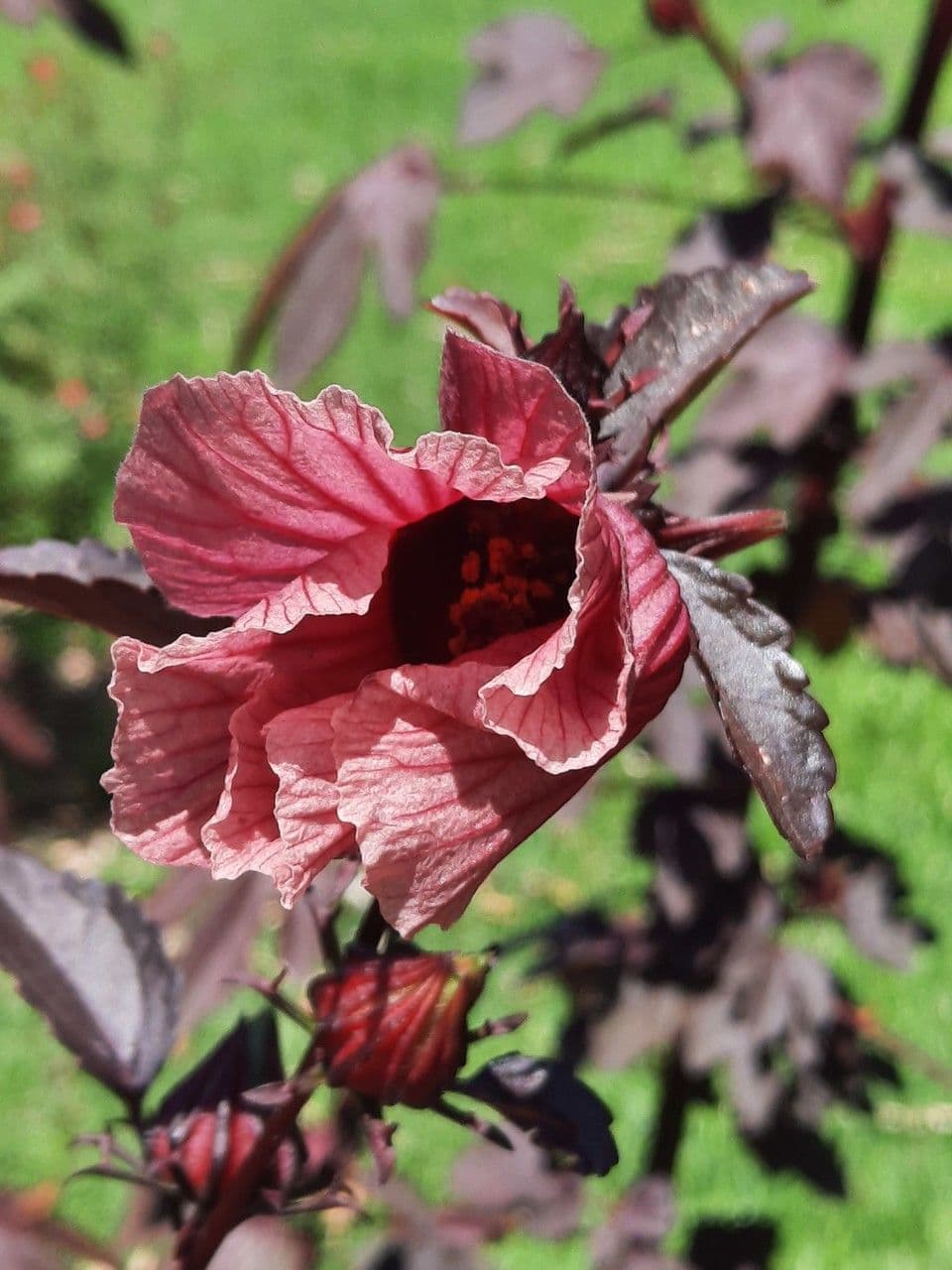 Hibiscus sabdariffa