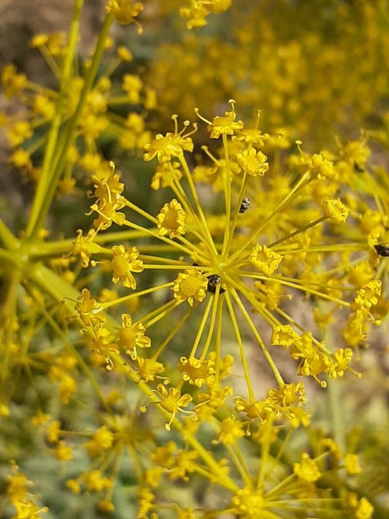 Thapsia villosa