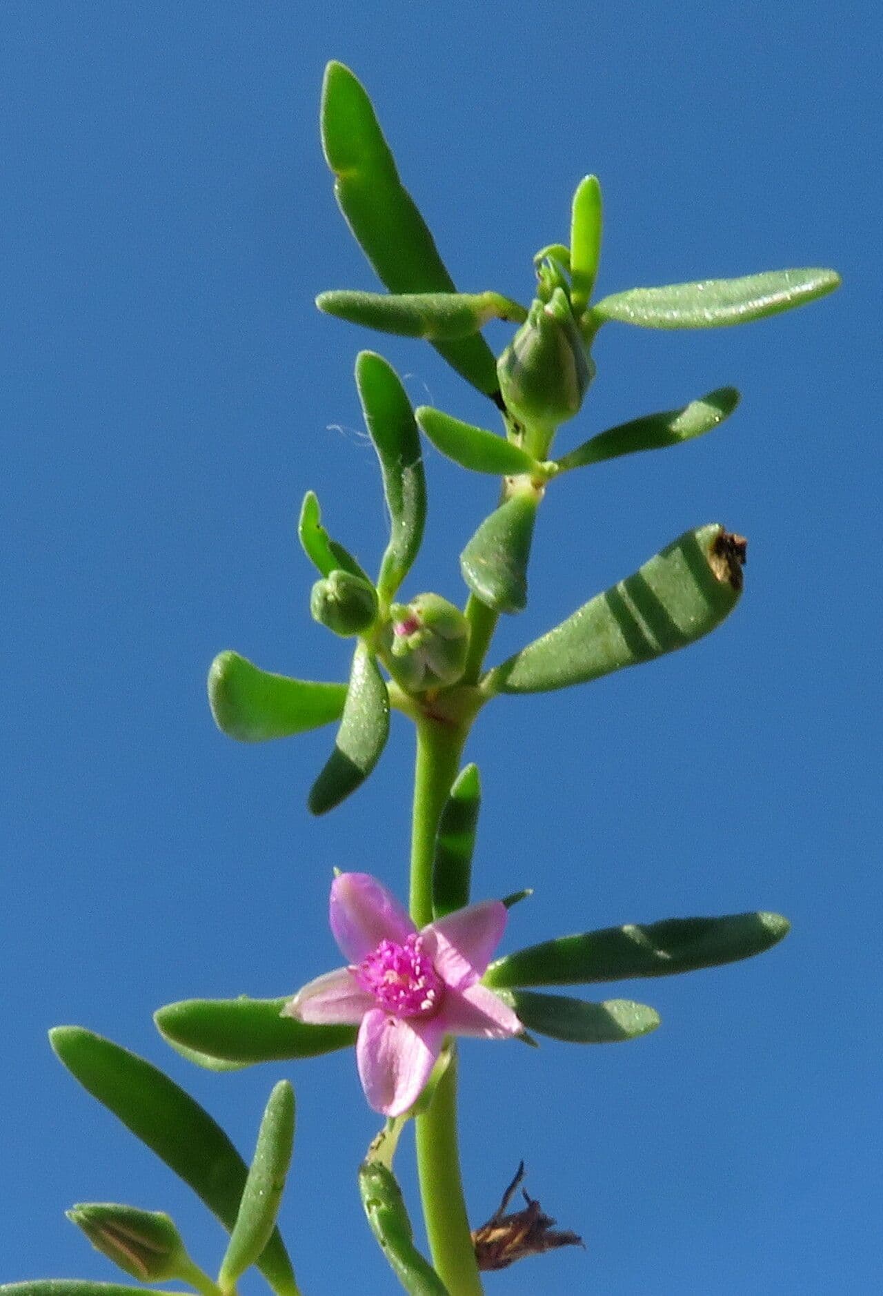 Sesuvium portulacastrum