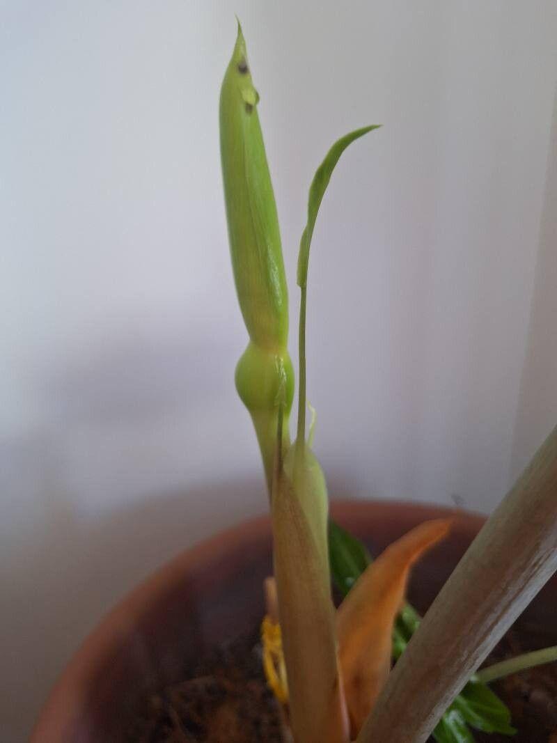 Alocasia sanderiana