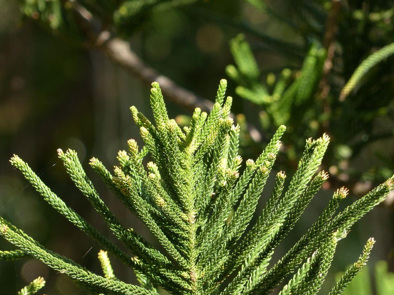 Araucaria heterophylla