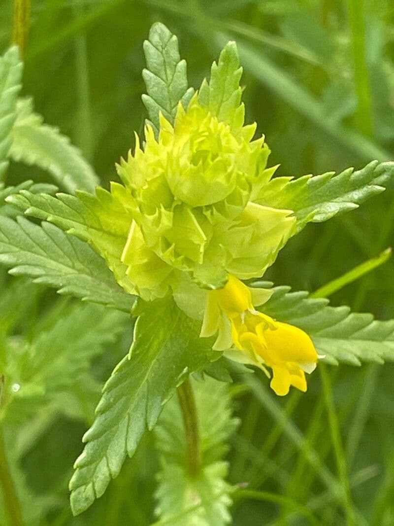 Rhinanthus minor