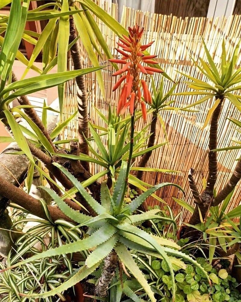 Aloe arborescens