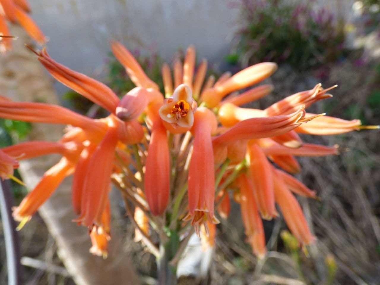 Aloe purpurea