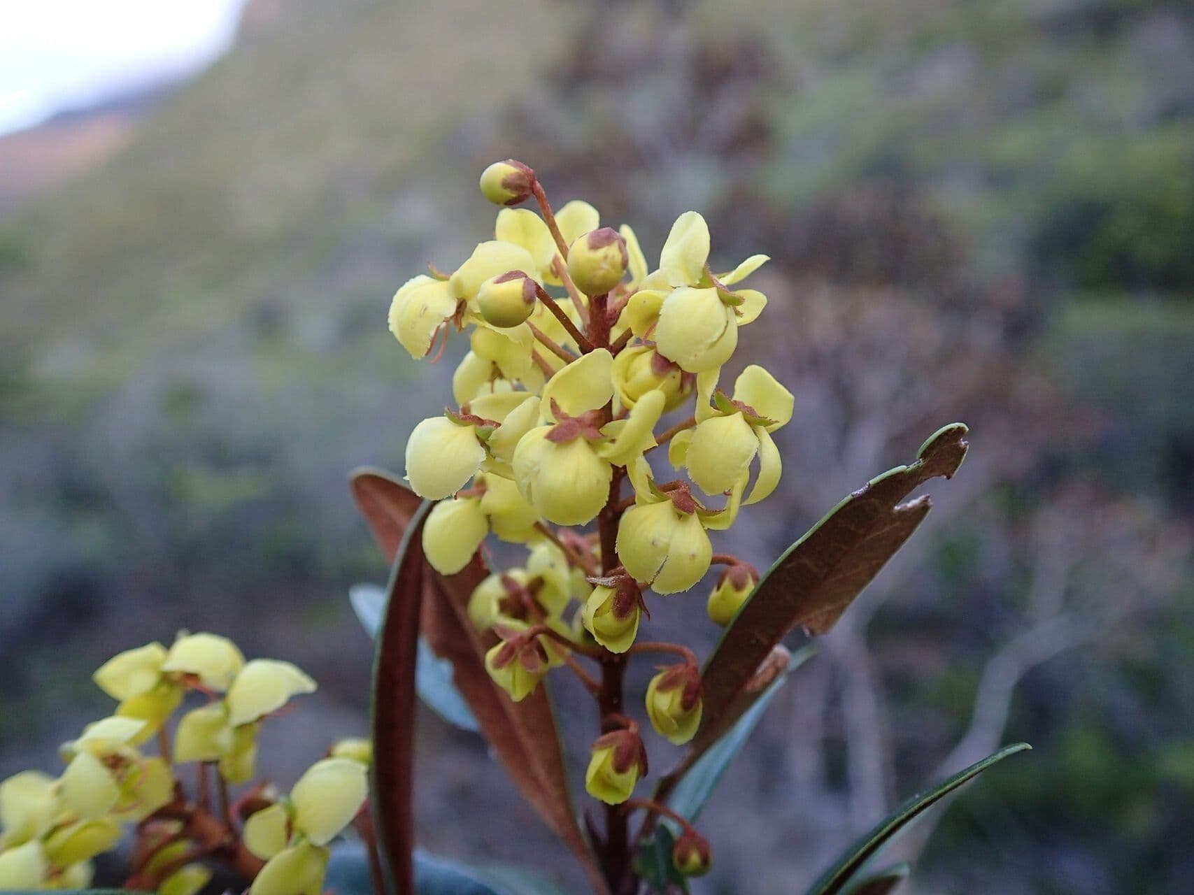 Acridocarpus austrocaledonicus