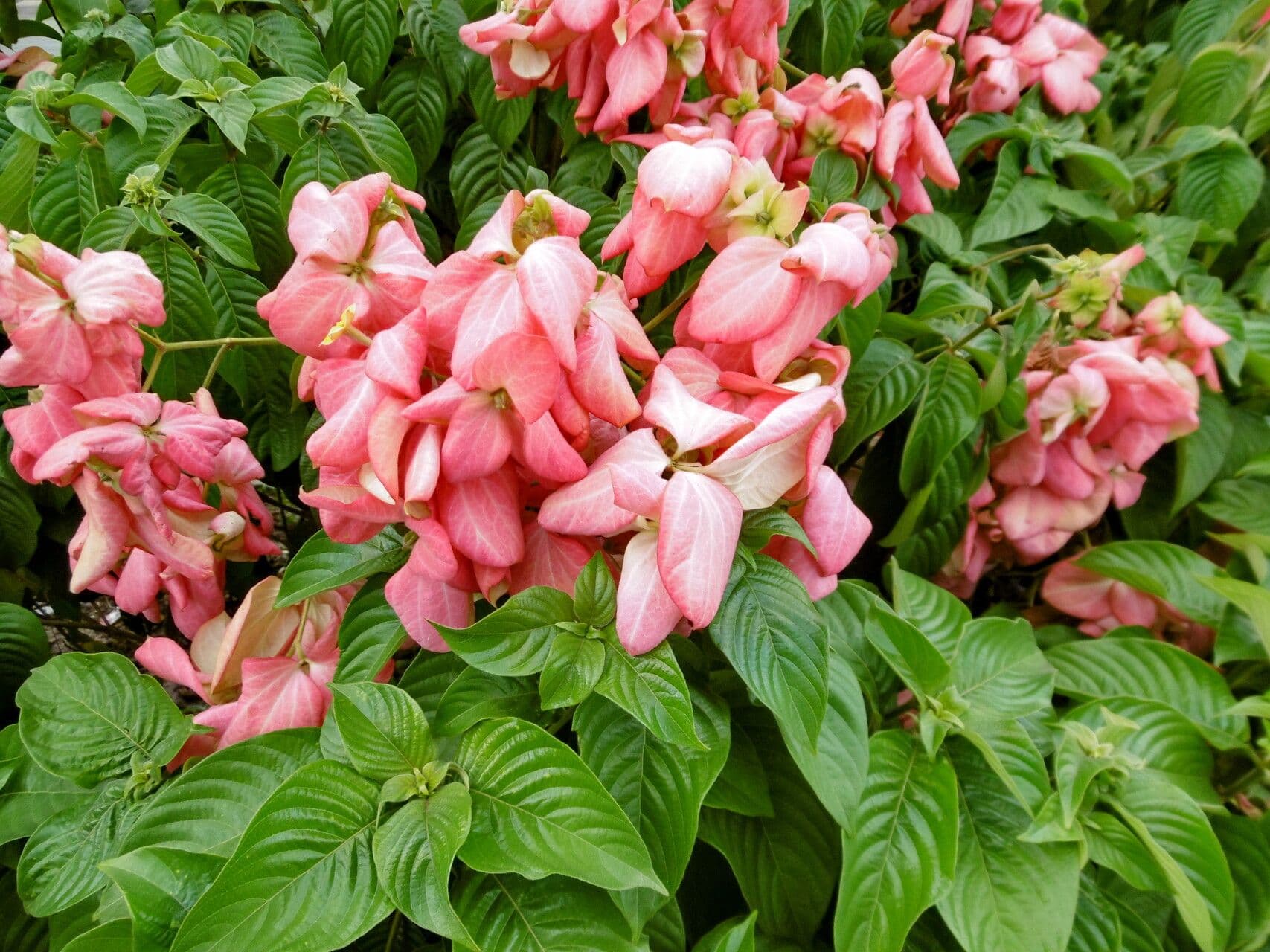 Mussaenda philippica