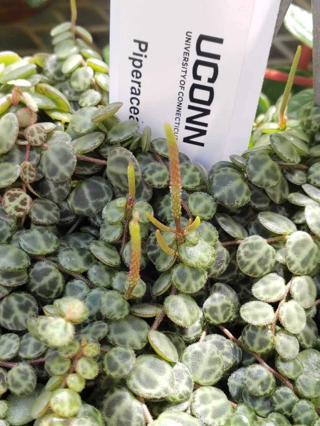 Peperomia prostrata