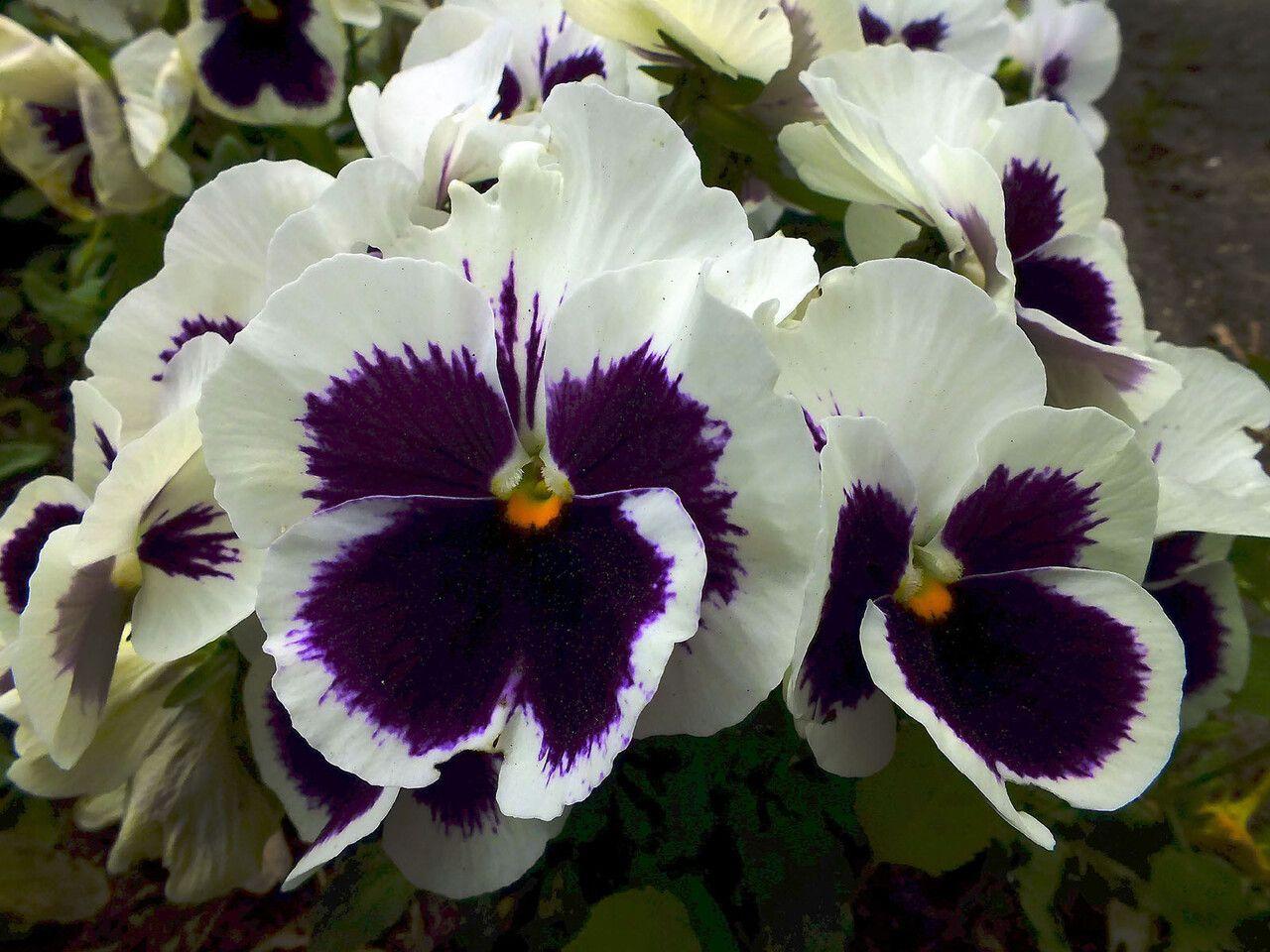 Viola wittrockiana