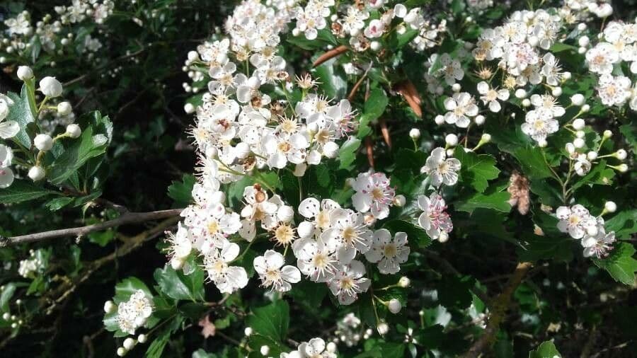 Crataegus laevigata