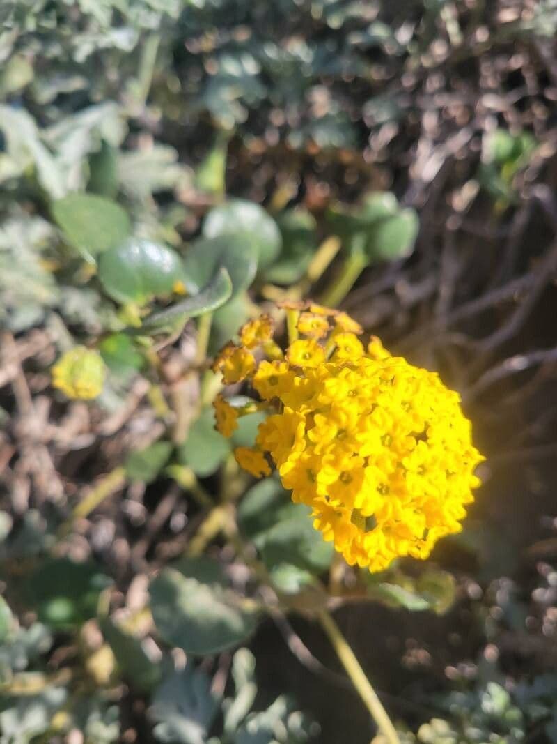 Abronia latifolia