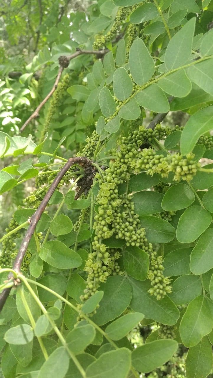 Gleditsia sinensis