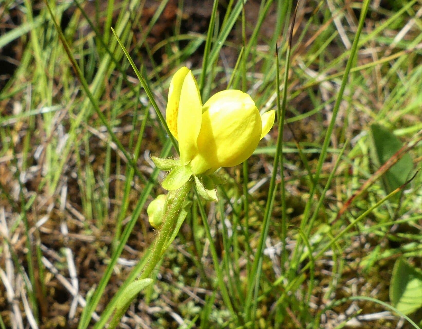 Saxifraga hirculus