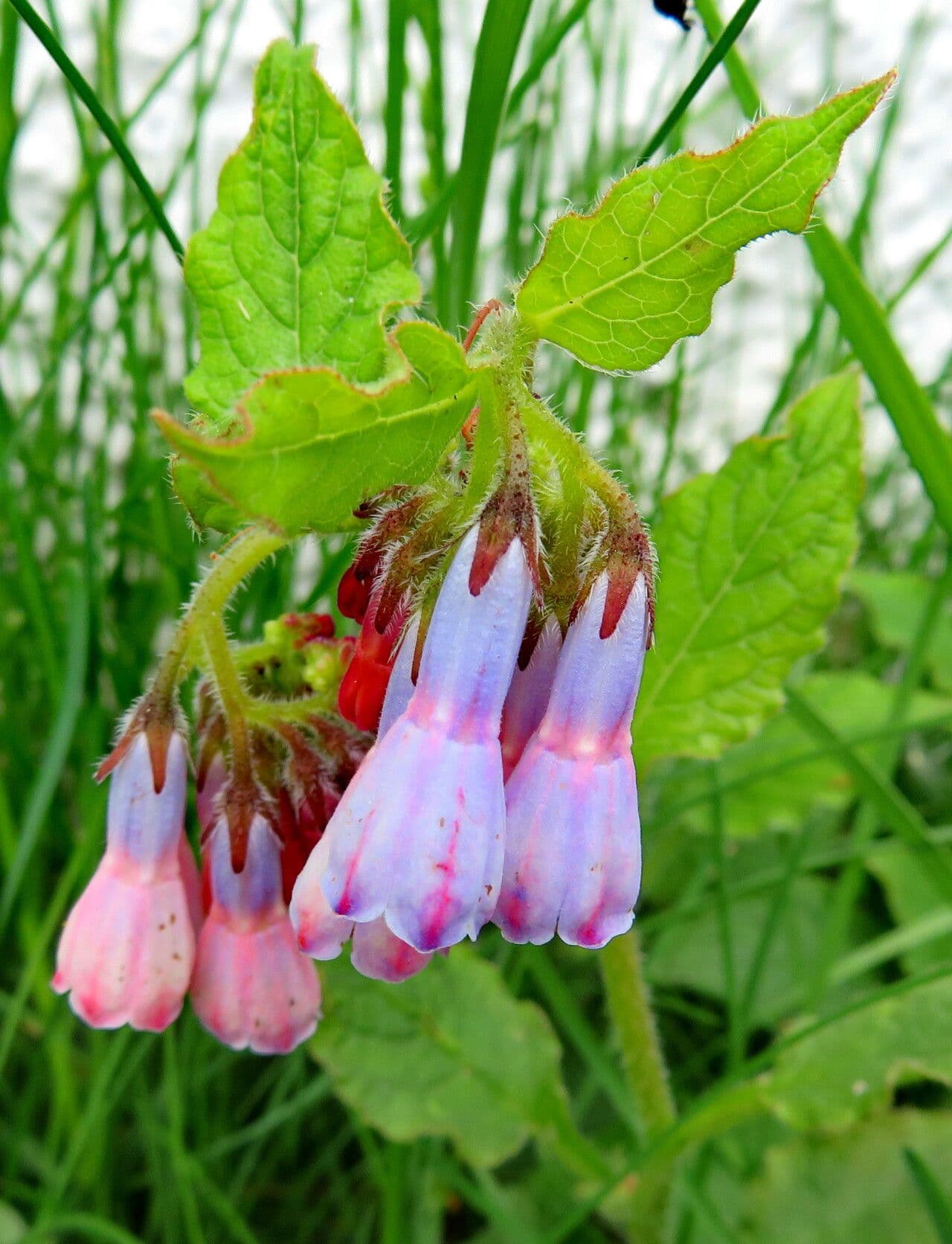 Symphytum asperum