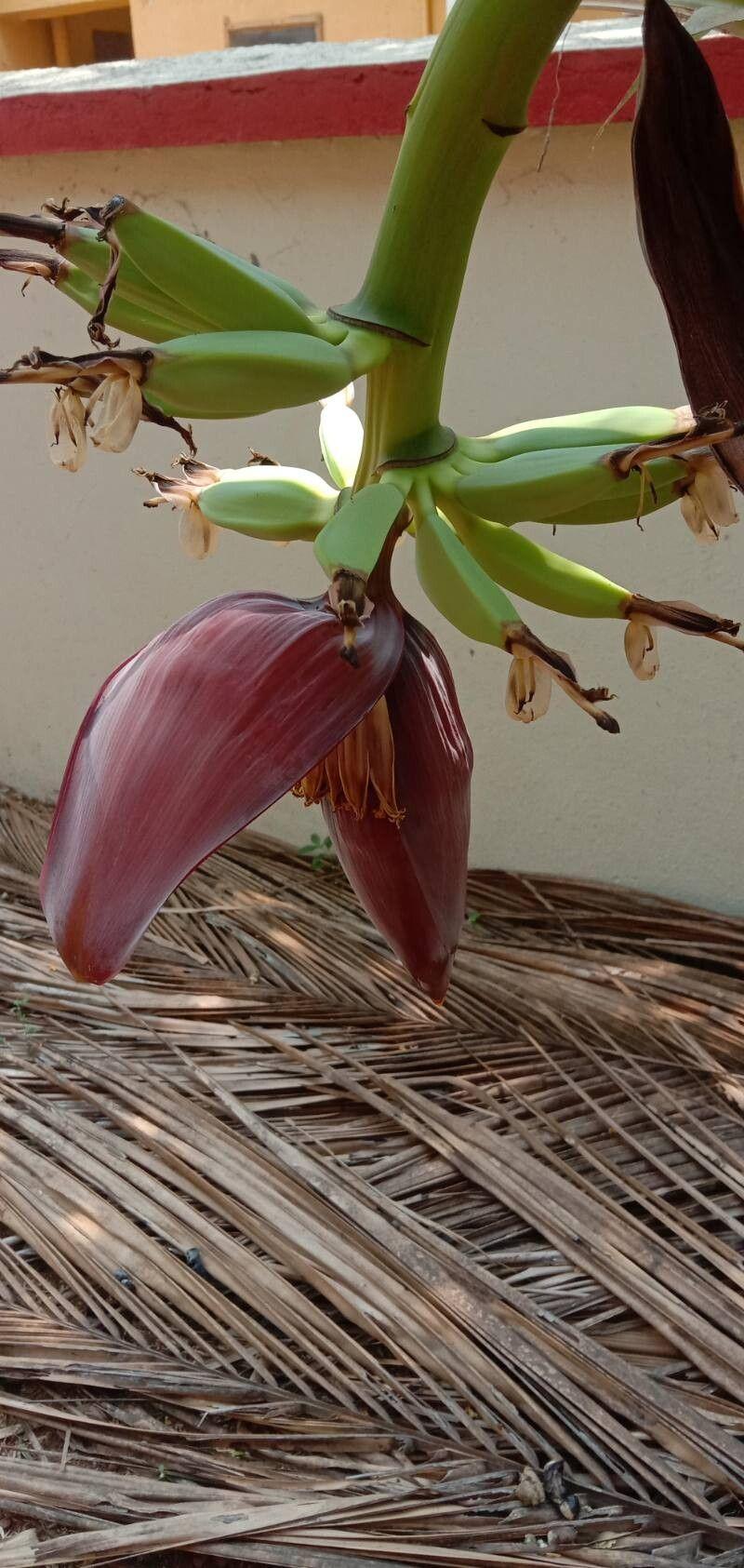 Musa acuminata