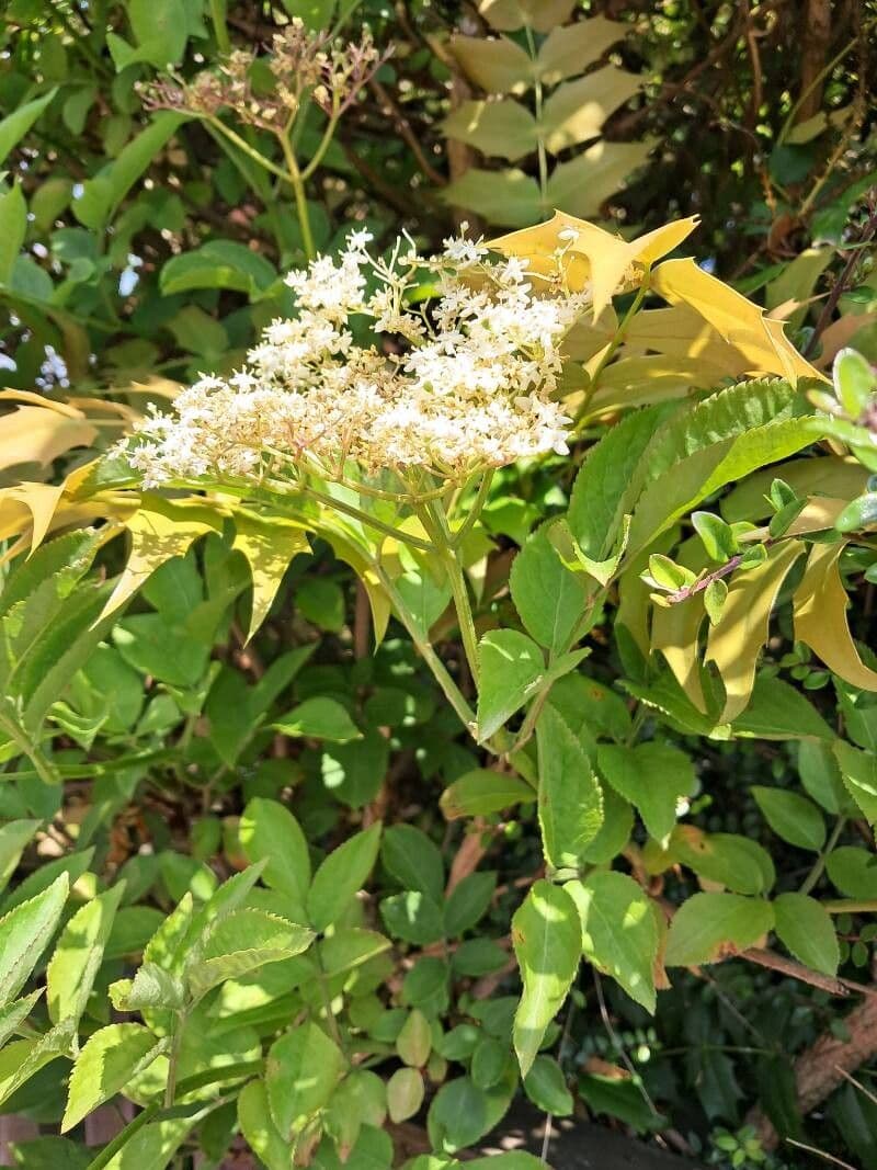 Sambucus canadensis