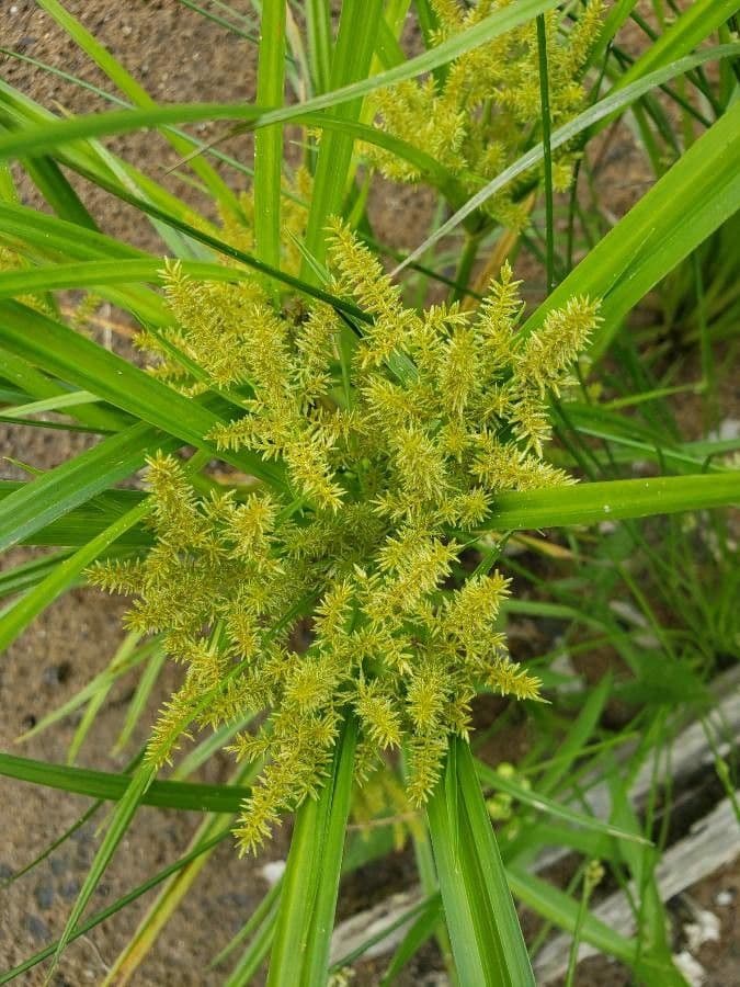 Cyperus odoratus