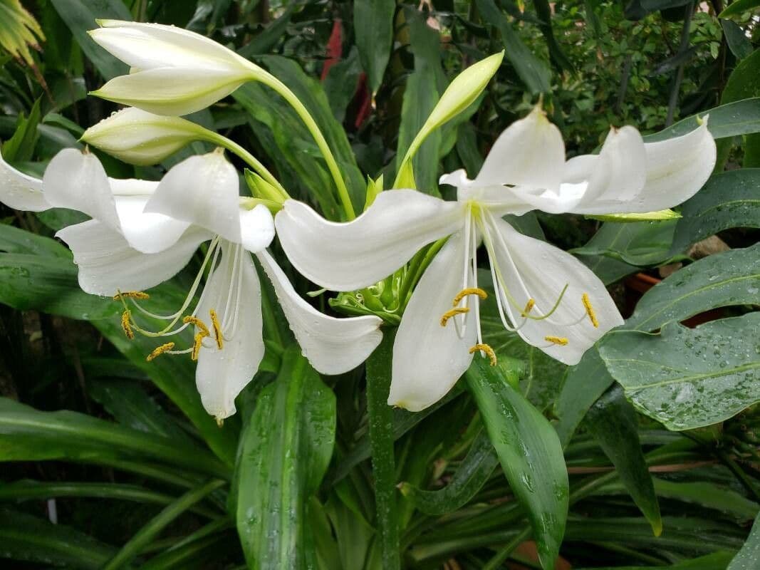 Crinum moorei