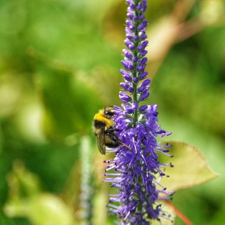 Veronica longifolia