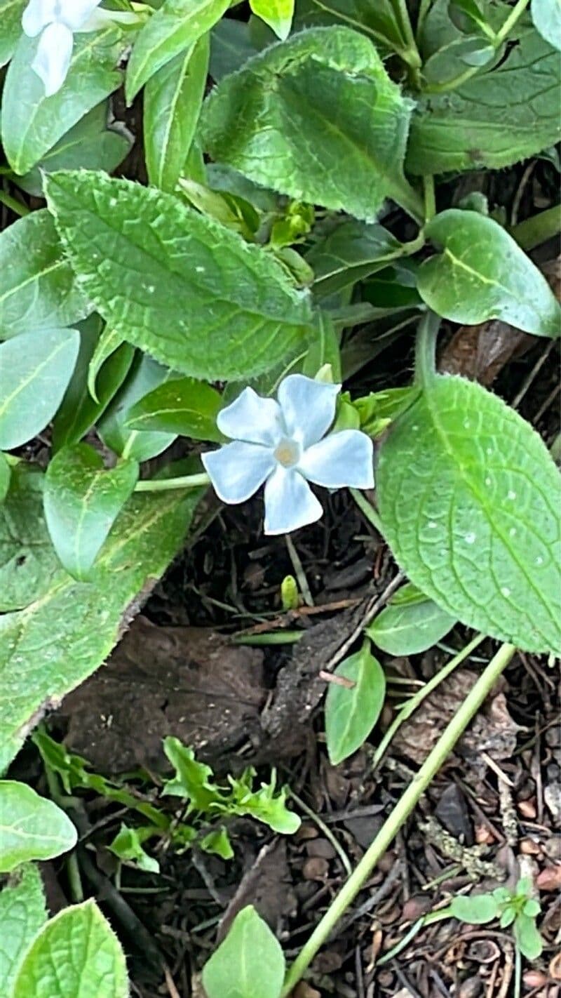 Vinca difformis