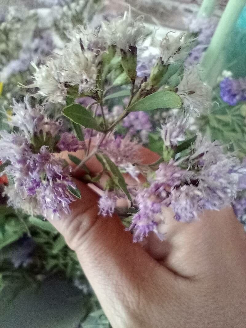 Baccharis halimifolia