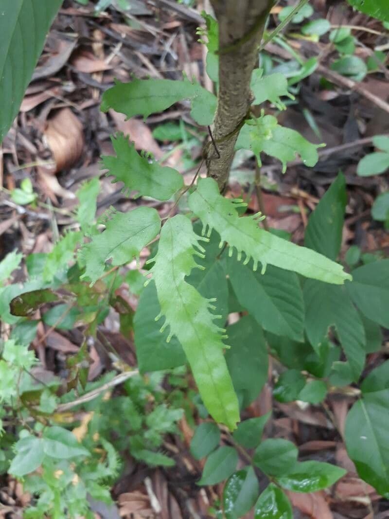 Lygodium venustum