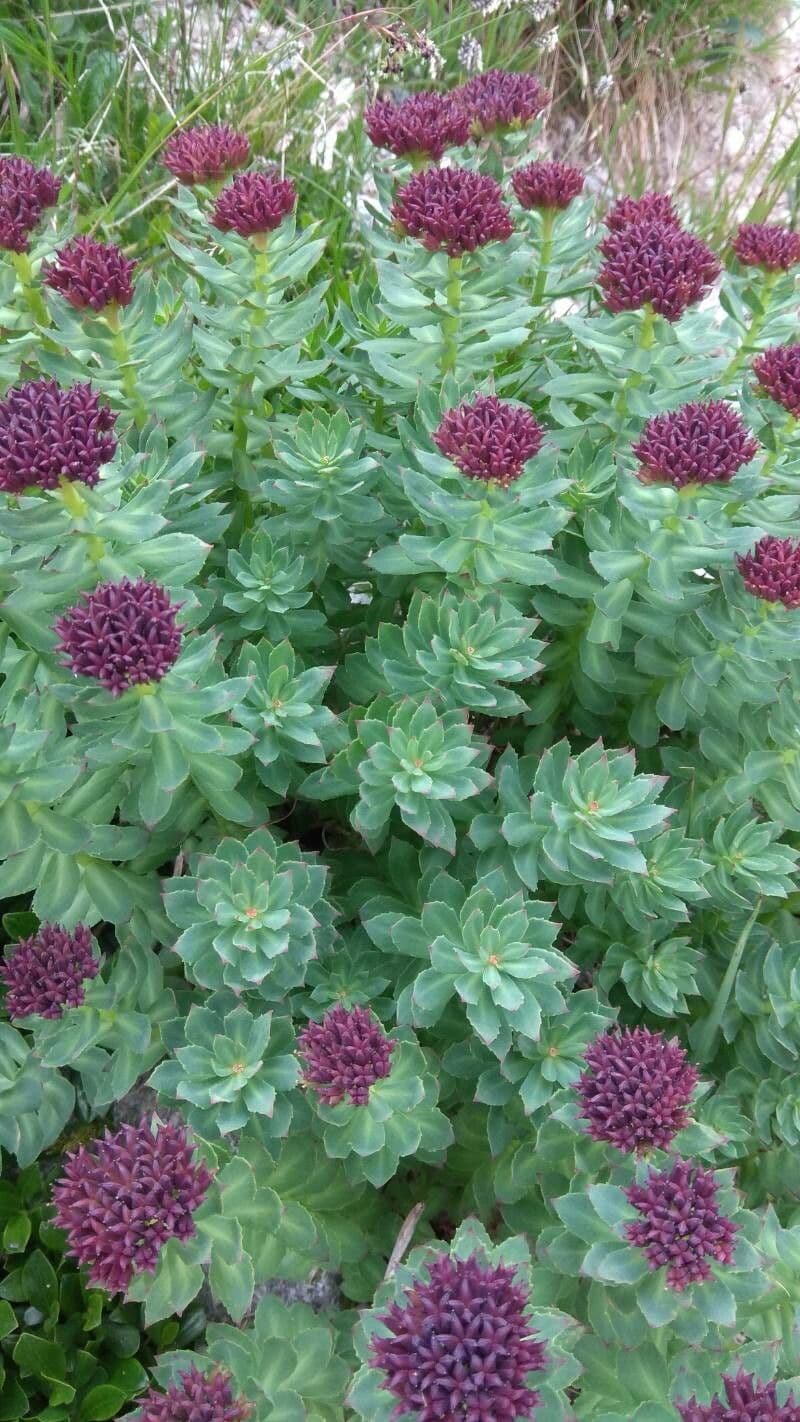 Rhodiola rosea