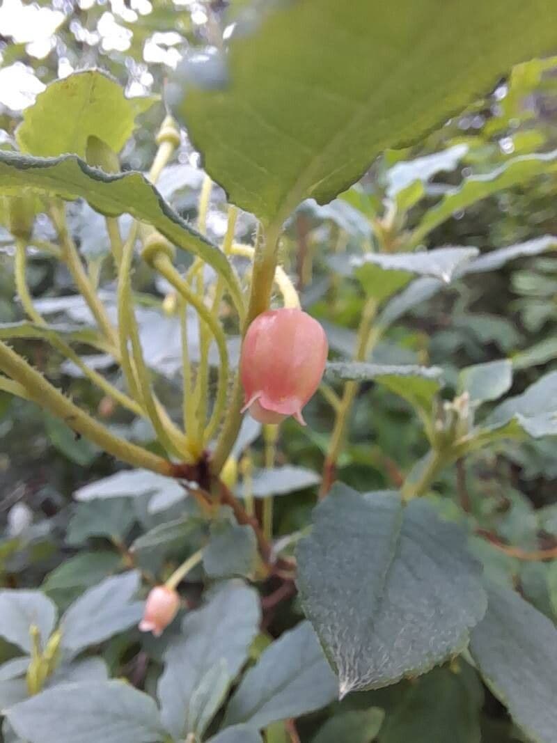 Vaccinium ovalifolium