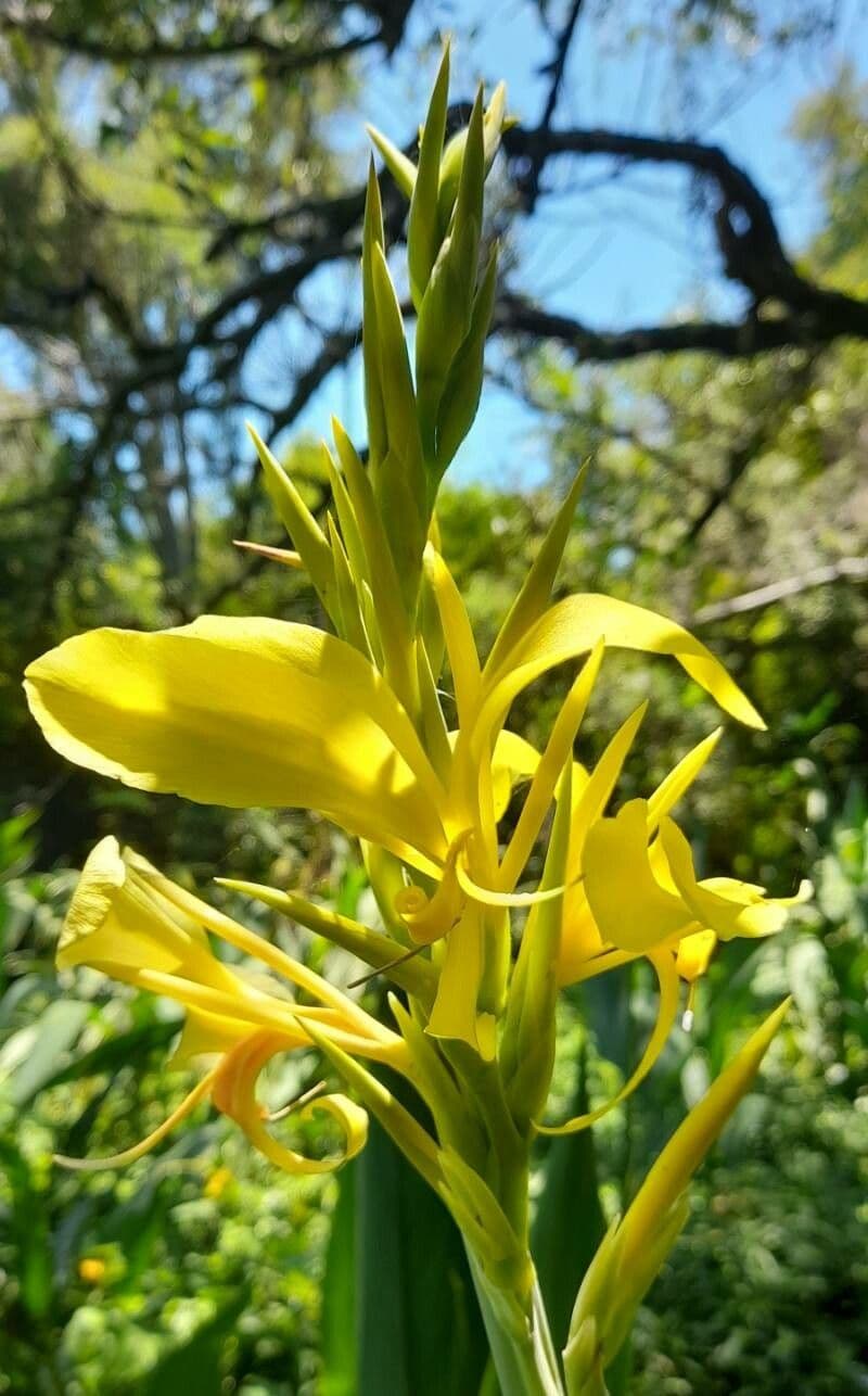 Canna glauca