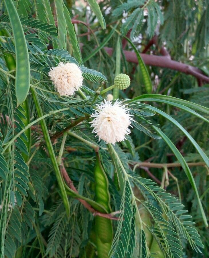 Leucaena leucocephala