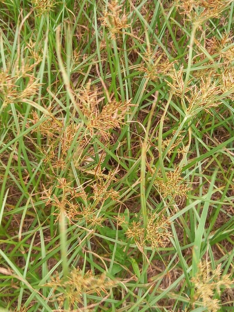 Cyperus longus