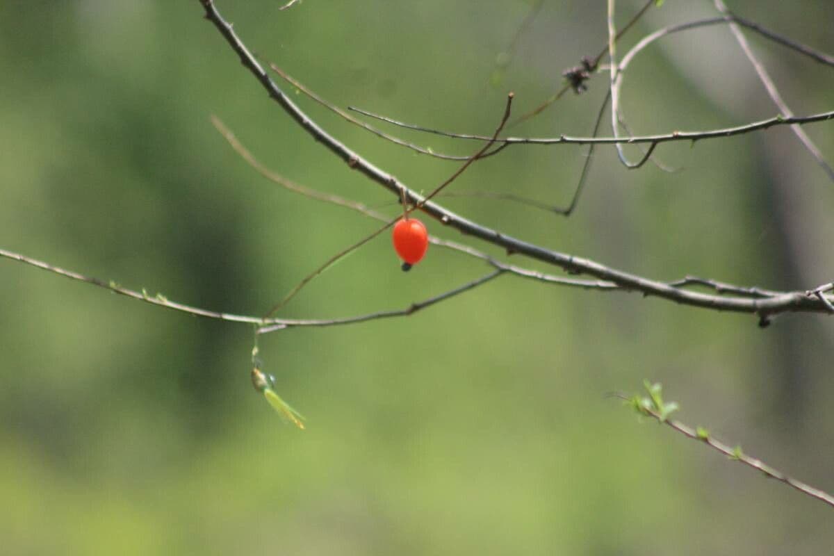 Vaccinium parvifolium