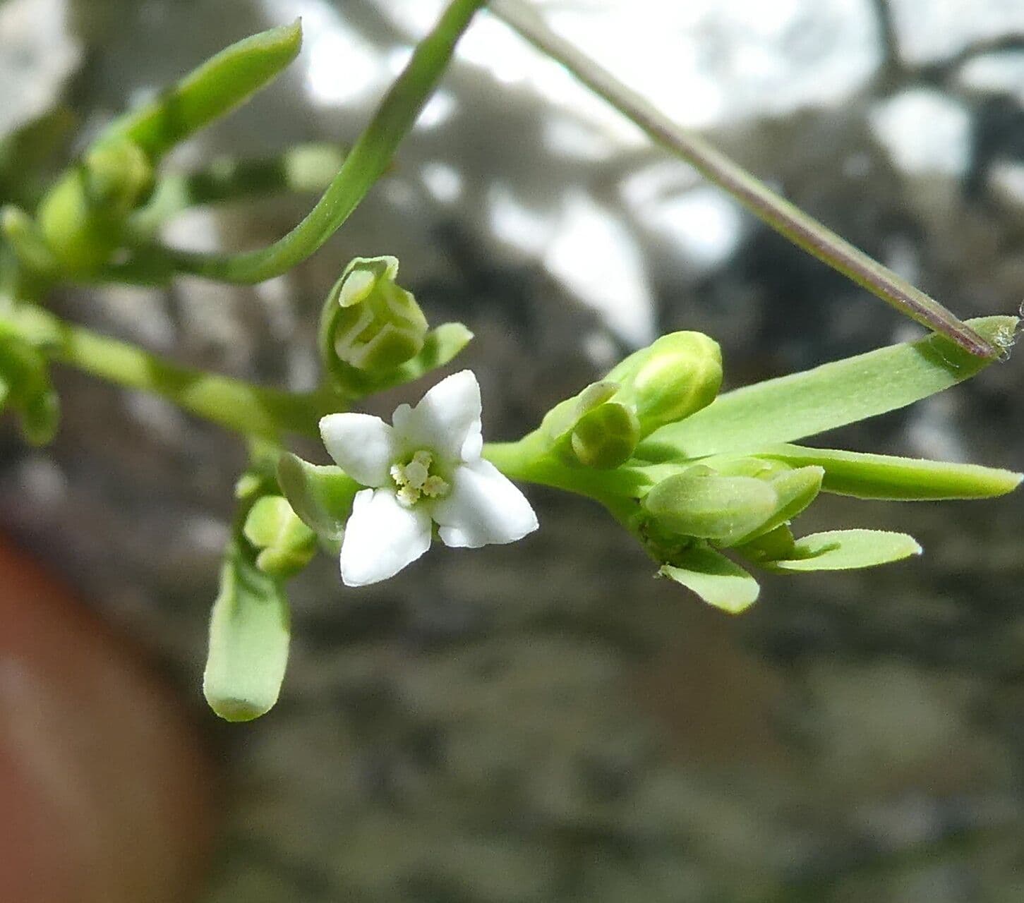 Thesium alpinum