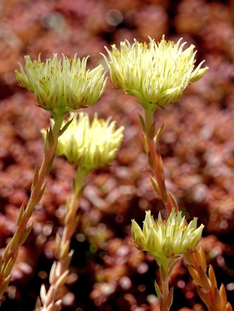 Petrosedum ochroleucum