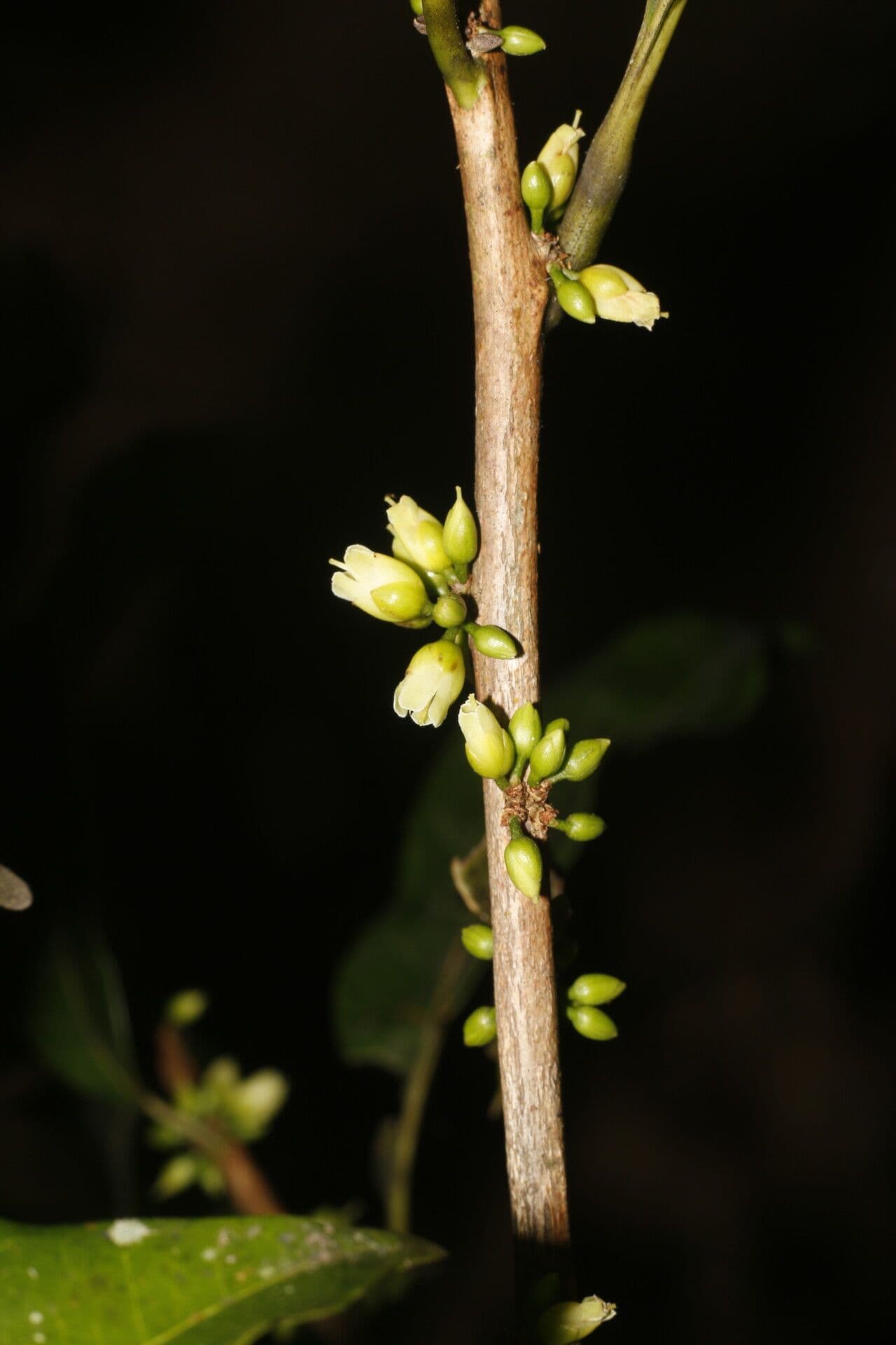 Pouteria caimito