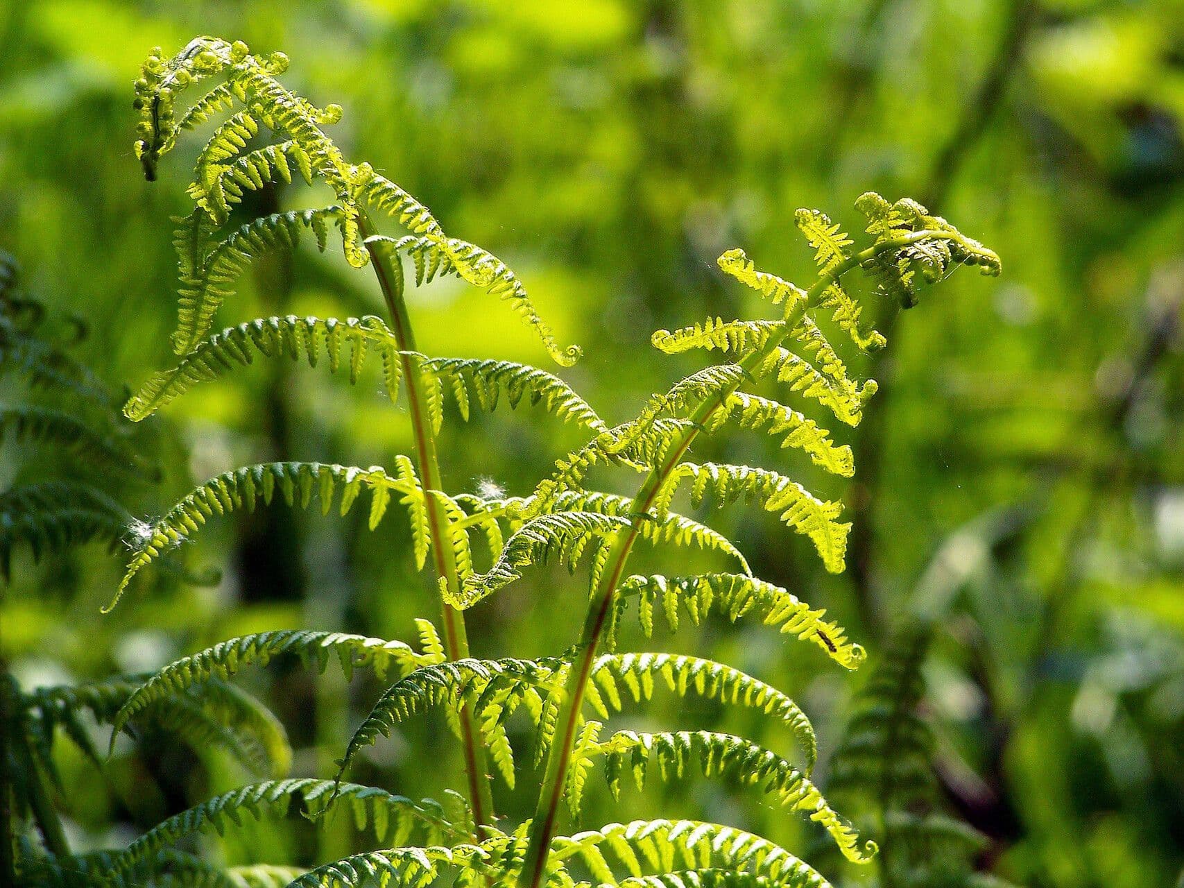Athyrium filix-femina