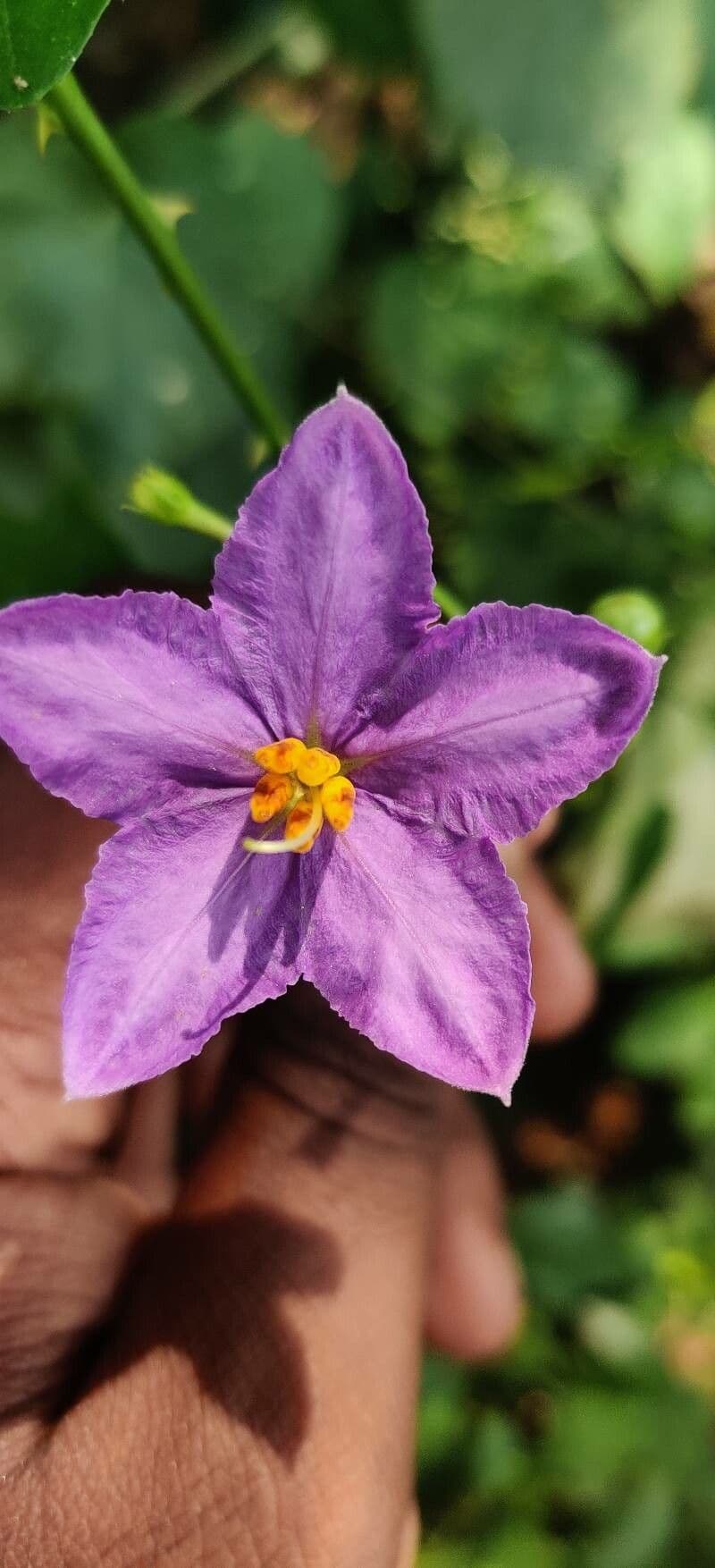 Solanum trilobatum