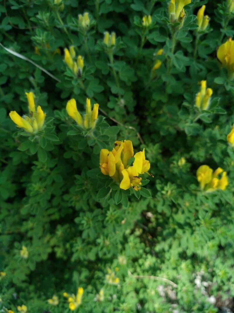 Chamaecytisus supinus