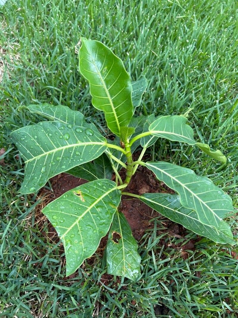 Ficus luschnathiana