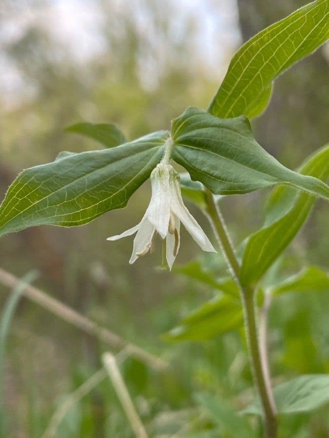 Prosartes hookeri